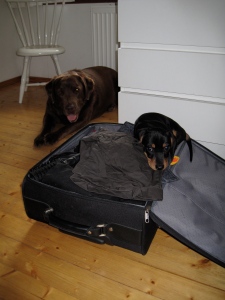 Mä hengailin aina välillä mamman matkalaukussa. Tito aina vahti, että mulla on ihan turvallista nukahtaa. Et se on vähän niinku lapsenlikka.